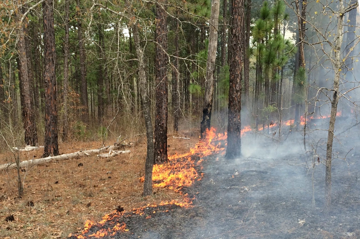 ForestServiceFire